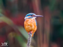 Kingfisher - Zimorodek